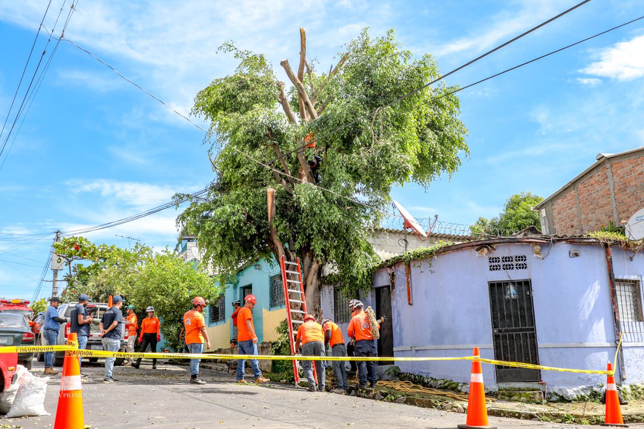 Oaxaca de Juárez Avanza en la Atención al Arbolado Urbano y Obras de Infraestructura en Varias Zonas