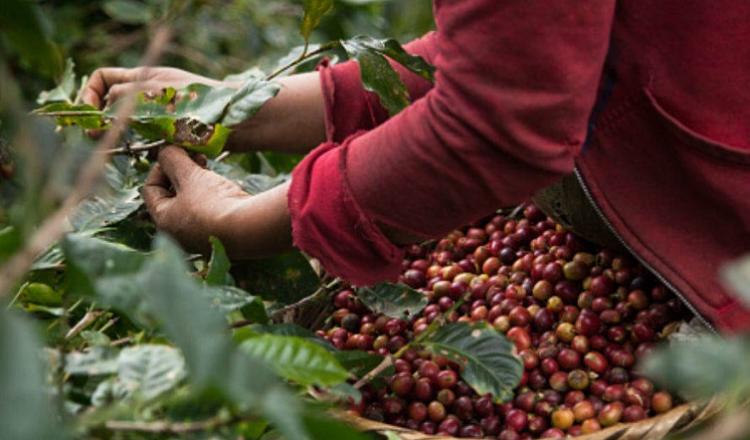 Productores oaxaqueños celebran acuerdo entre Sheinbaum y Trump, aunque temen incertidumbre sobre nuevo impuesto