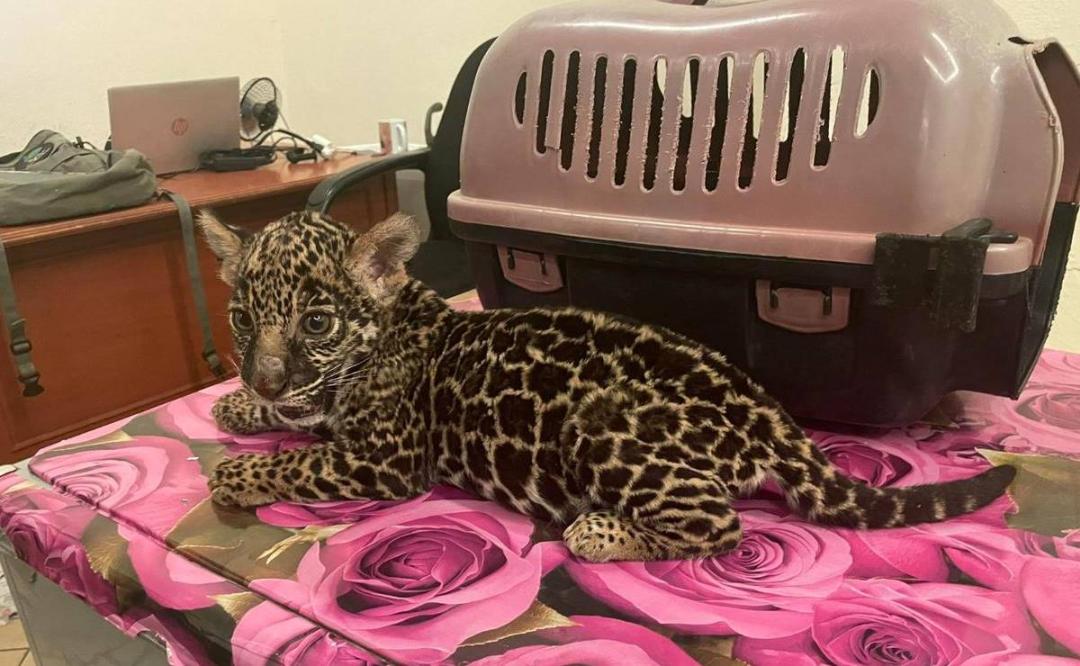 Profepa asegura jaguar y otros 20 animales en peligro de extinción en Oaxaca