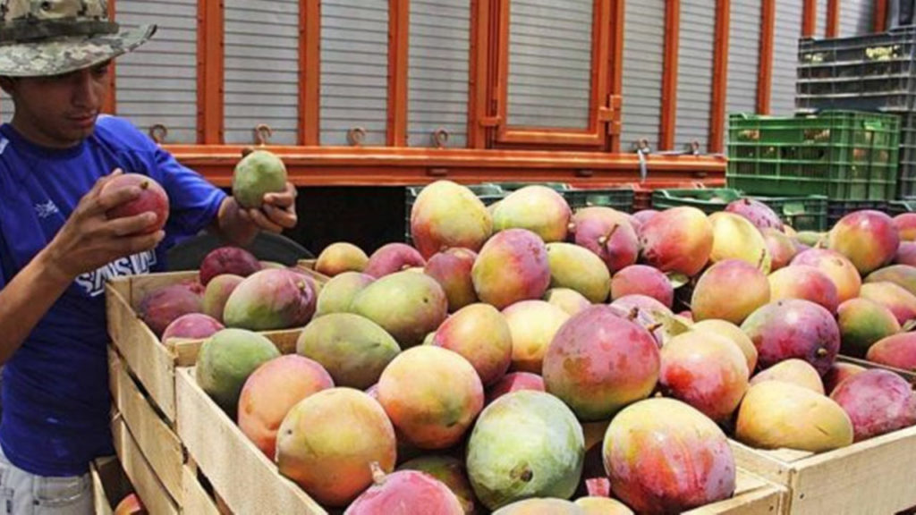 El Cambio Climático Afecta la Producción de Mango en el Istmo de Tehuantepec