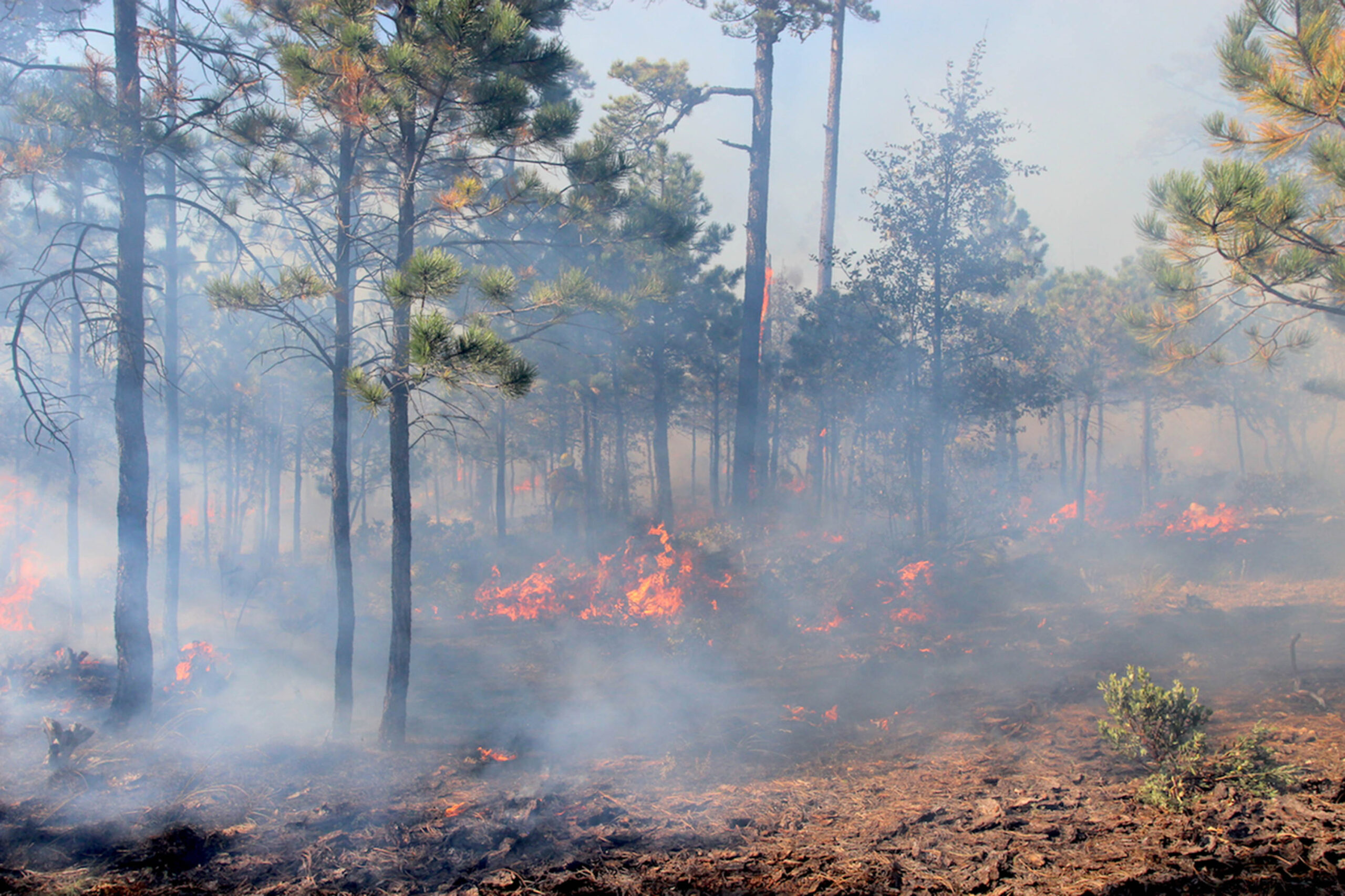 El Heroico Cuerpo de Bomberos del Estado de Oaxaca Enfrenta una Temporada Crítica de Incendios y Riesgos de Ahogamientos