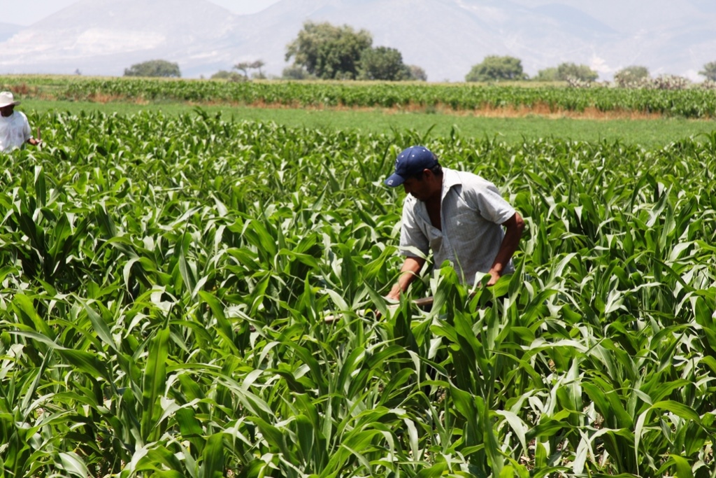 Retroceso del Sector Primario en Oaxaca: Tres Años de Caídas Aseguran un Desempeño Preocupante