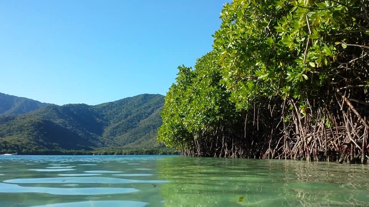Denuncian Ecocidio en la Costa de Oaxaca por Proyectos Inmobiliarios y la Construcción de un Hotel en Área Protegida