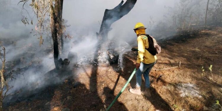 Oaxaca, octavo lugar nacional en incendios forestales al concluir temporada de estiaje