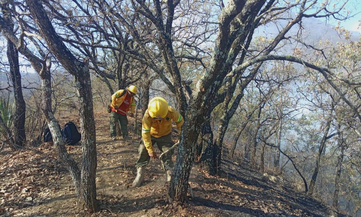 Liquidan cuatro incendios forestales en la Mixteca oaxaqueña; afectaron más de 650 hectáreas