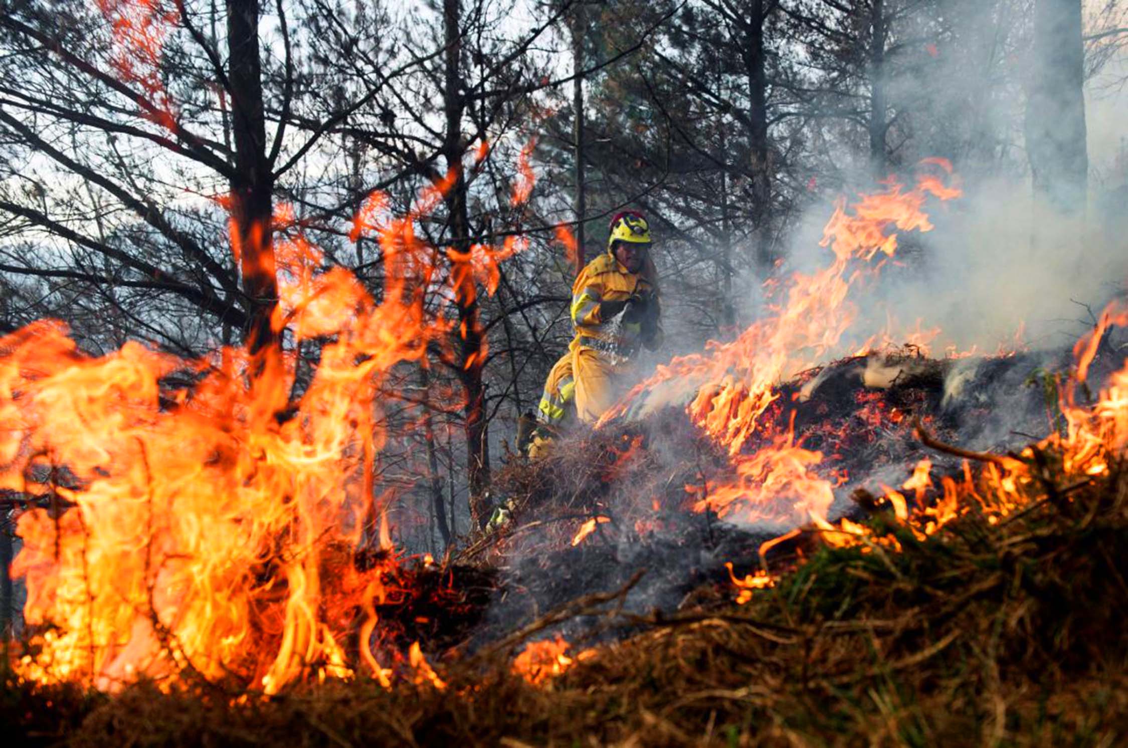 Disminución de Incendios Forestales en Oaxaca Durante la Primera Semana de Mayo