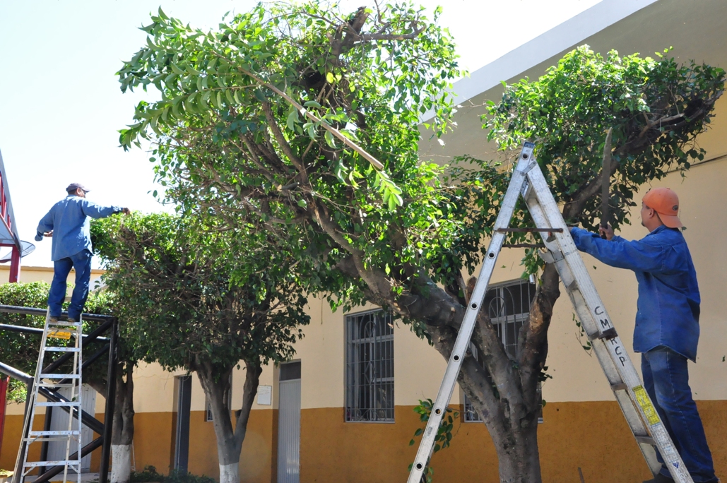 Oaxaca de Juárez aplica sanciones por podas y derribos irregulares de árboles