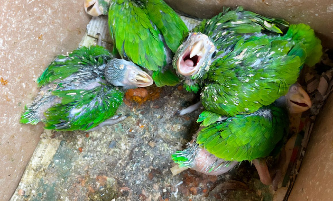 Asegura Profepa cinco aves en peligro y detiene a vendedor ilegal en Oaxaca