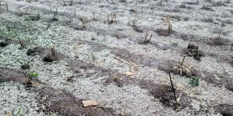 Granizada y lluvias afectan cultivos en municipio de la Mixteca, Oaxaca, poniendo en riesgo la economía local