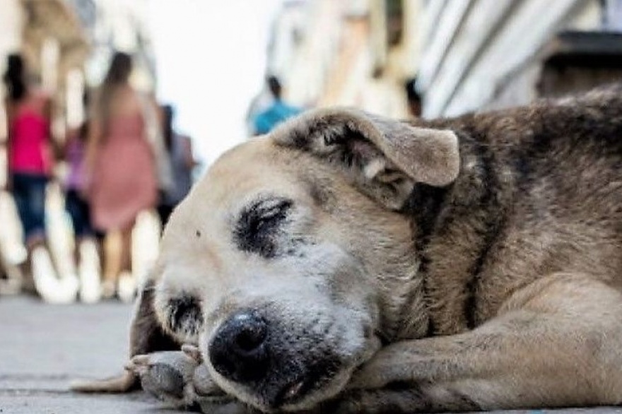 ?⚠️ ¡Alerta en Oaxaca! Primer caso de miasis por gusano barrenador en perro ??