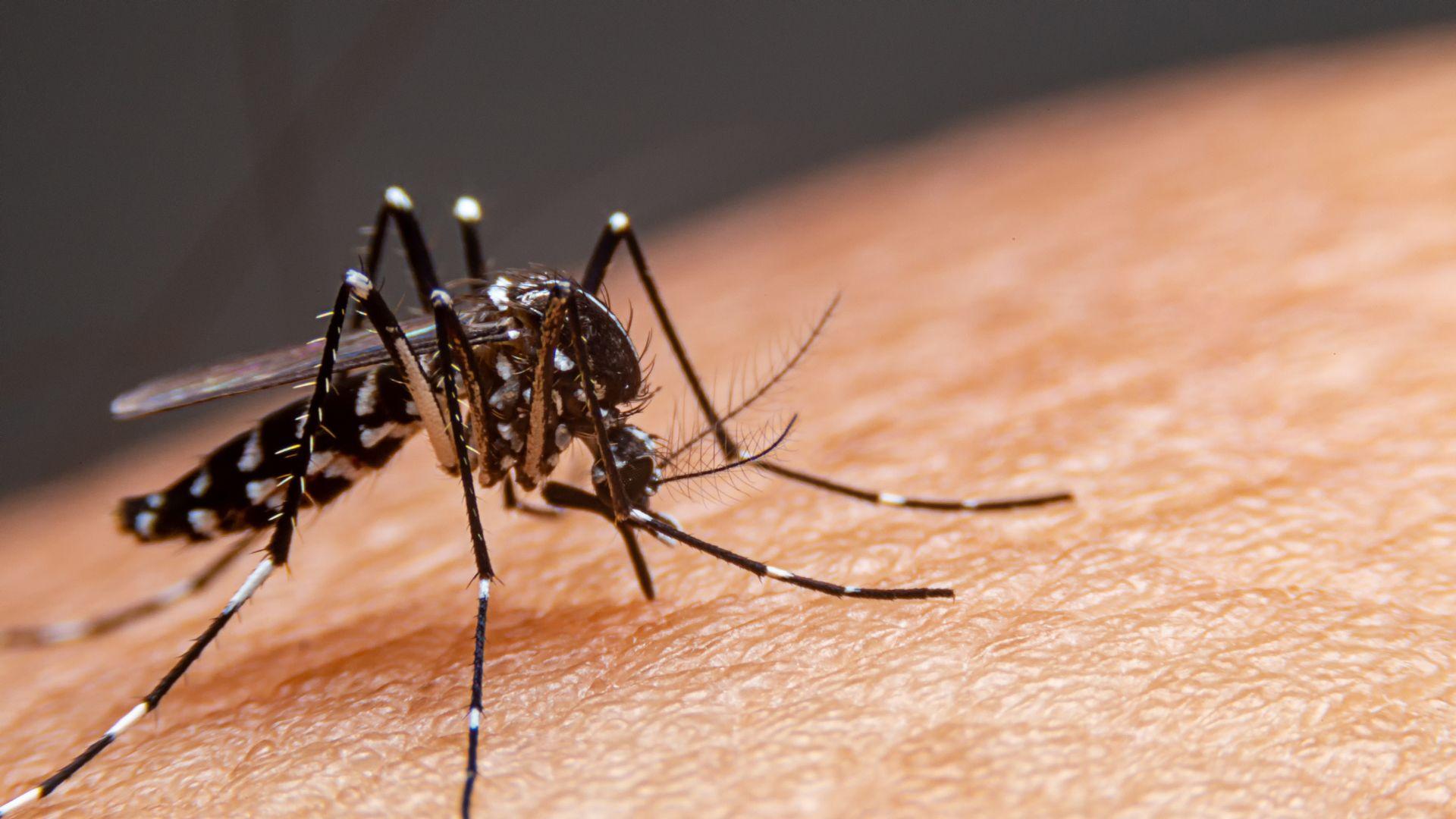 Disminuyen casos de dengue en Oaxaca, pero predominan los signos de alarma