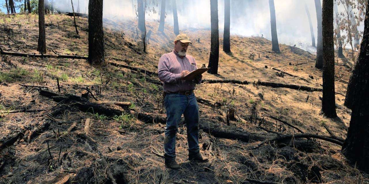 México vive en 2024 uno de sus peores años por daños forestales: más de 9 millones de hectáreas afectadas