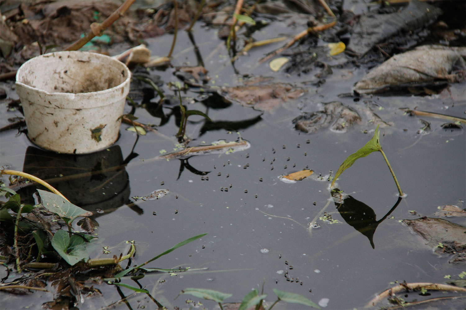 Oaxaca mantiene control del dengue pero alerta sobre criaderos en hogares