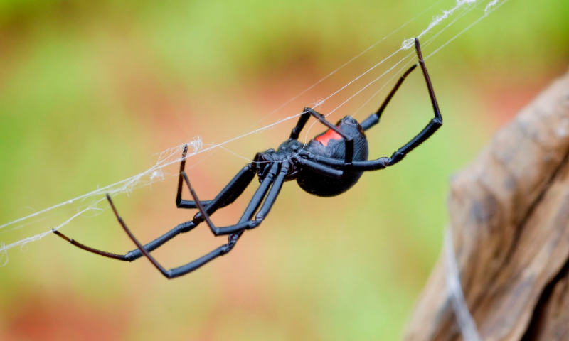 Aumentan los casos de mordedura de araña viuda negra en México: Oaxaca reporta 53 atenciones en 2025