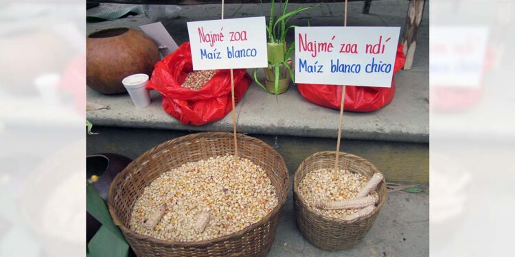 Agricultores locales se muestran optimistas ante una posible buena cosecha de maíz