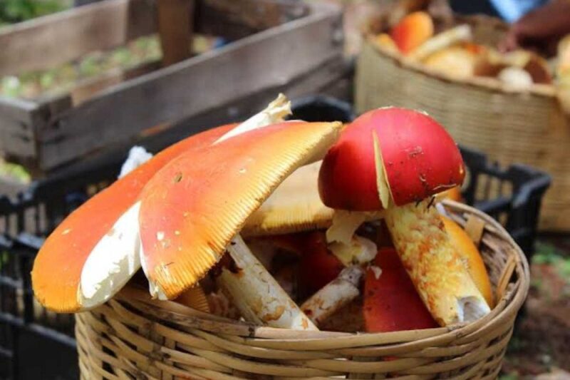 ? San Mateo Río Hondo se prepara para el V Festival del Hongo: un encuentro de cultura, naturaleza y tradición