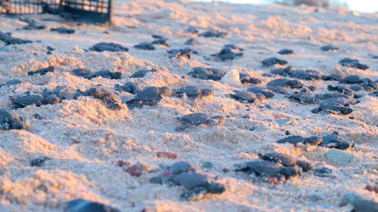 ? Más de 5 mil huevos de tortuga golfina son rescatados en Oaxaca por Semar y Profepa