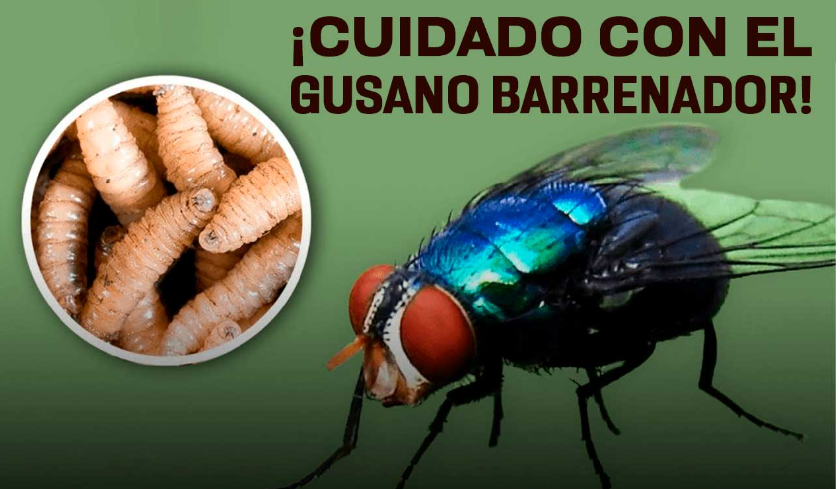 “¡Regresa el gusano barrenador! Oaxaca en pie de lucha contra la plaga que reapareció tras 30 años”