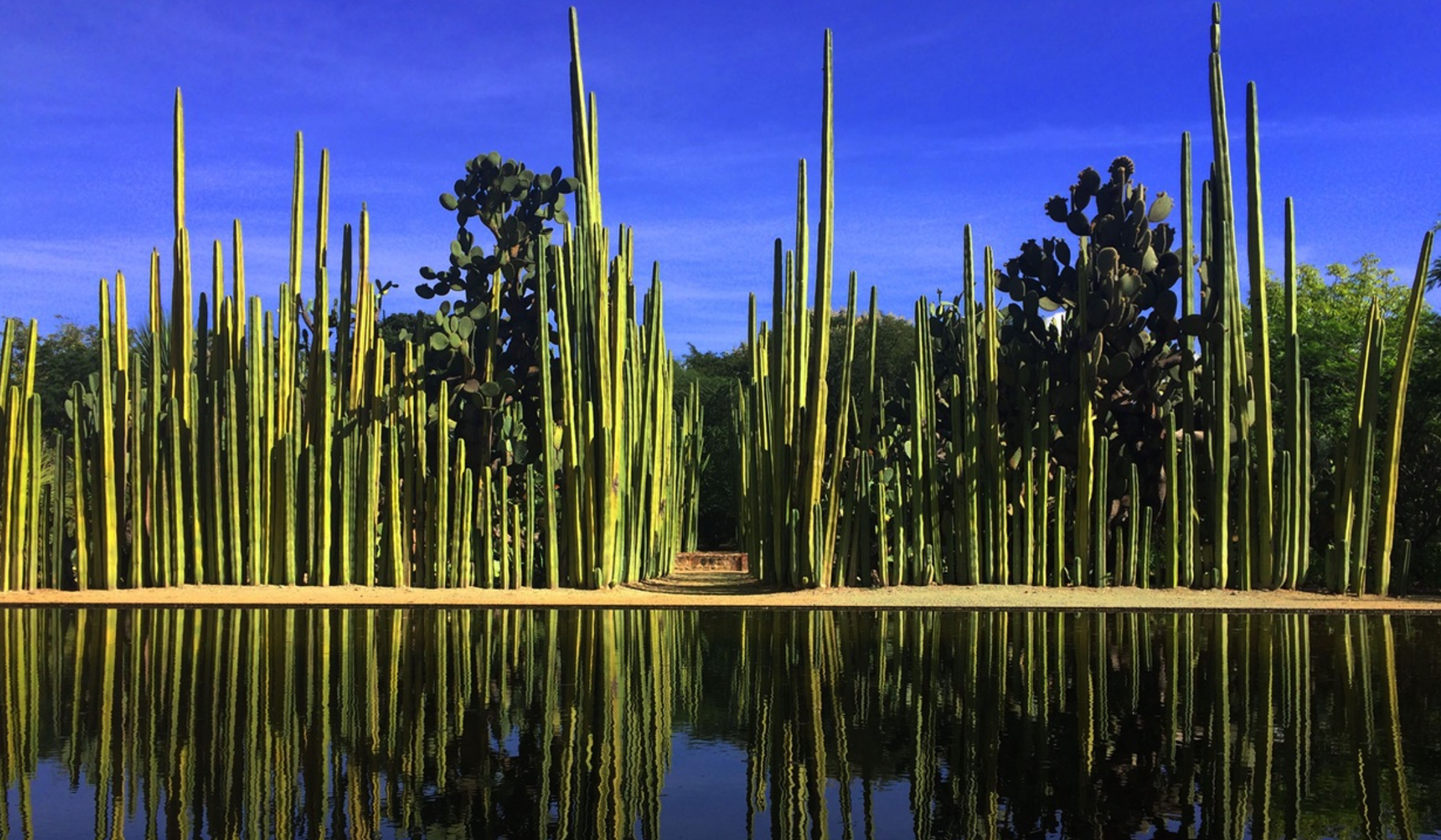 Jardín Etnobiológico de Oaxaca: naturaleza, historia y cultura en un solo lugar