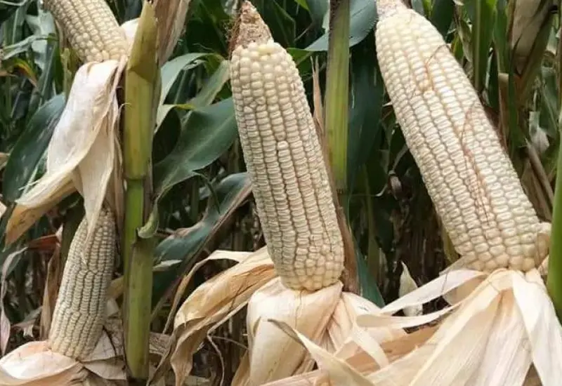 “Oaxaca pierde hectáreas de maíz, pero sube la producción: ¿milagro o advertencia?”