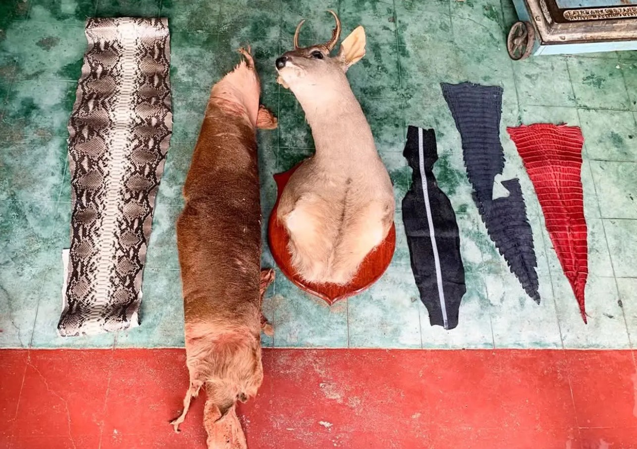 ?? Clausuran negocio en Oaxaca por vender pieles ilegales de animales silvestres